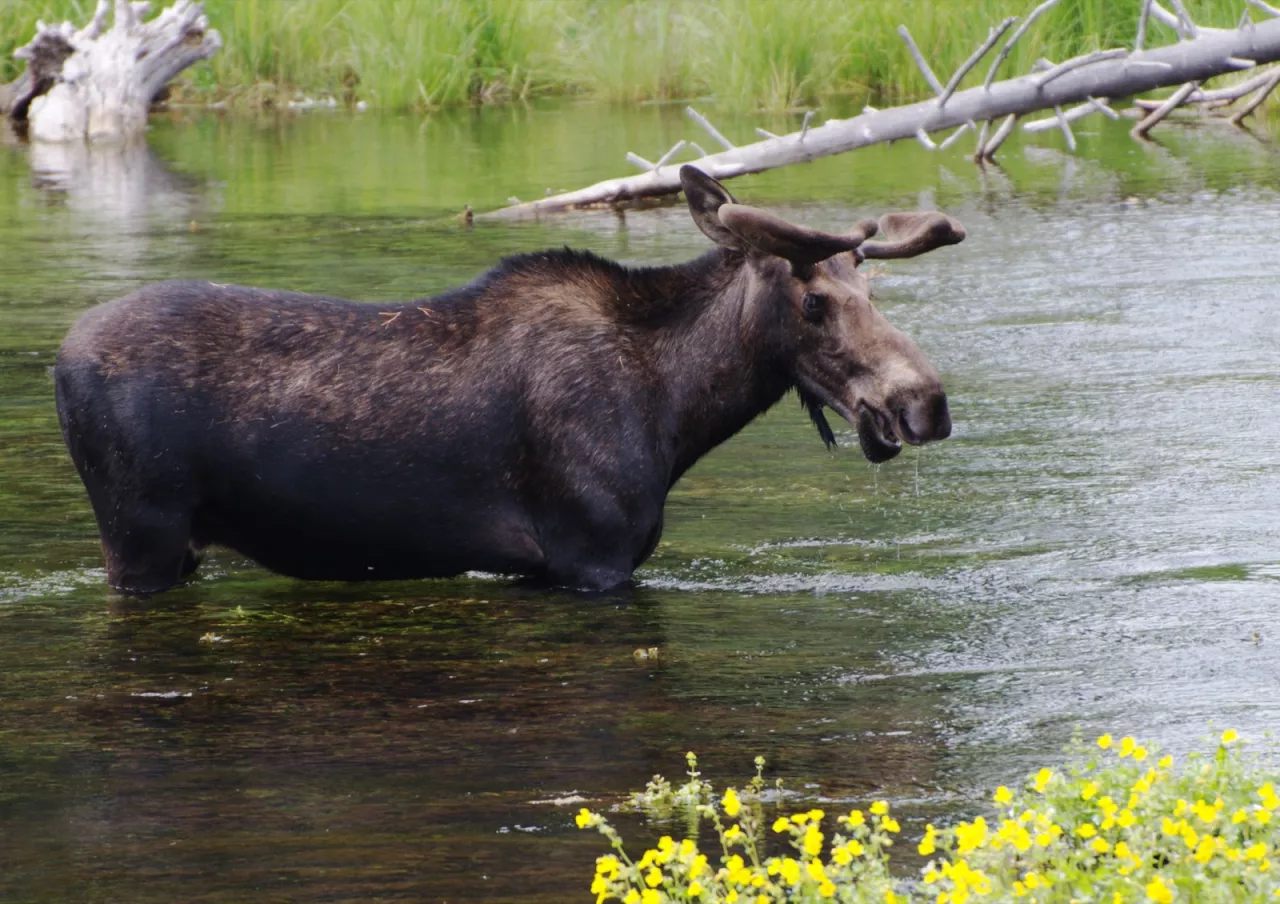 A bull moose standing in the Henry's Fork near Island Park